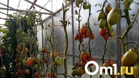 Лунный календарь для новосибирских дачников на февраль 2023 года: что и когда сеять