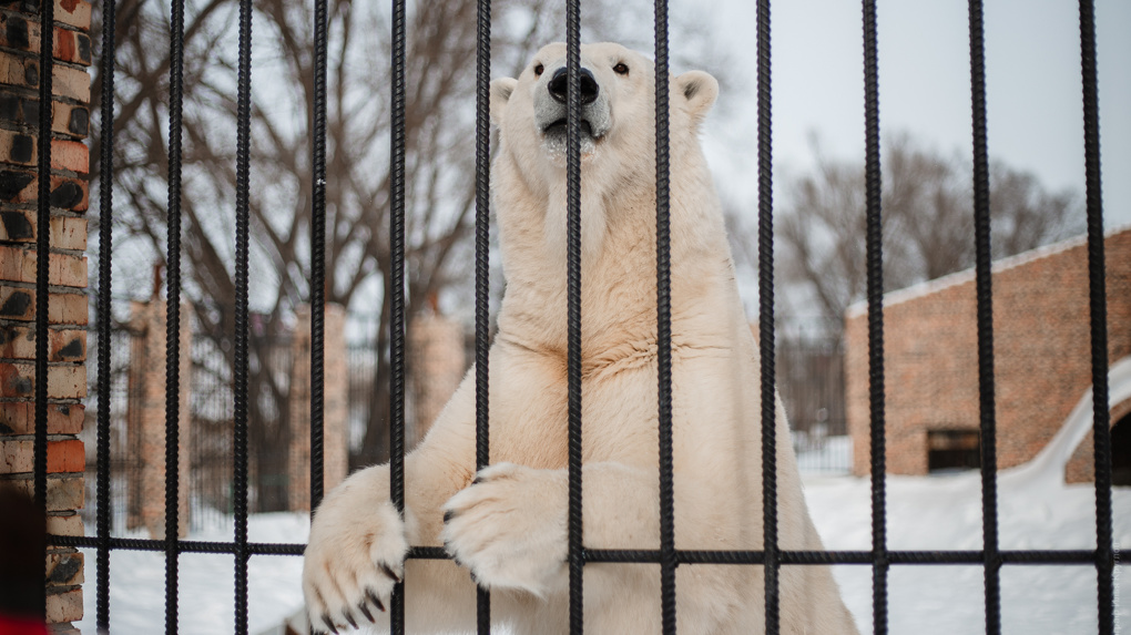 Торт в тыкве и мороженое: как Забаву из Большереченского зоопарка поздравили с днём полярного медведя