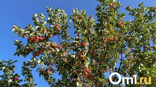 «Птичьи переговоры»: в саду у жителей Омской области поселились совята