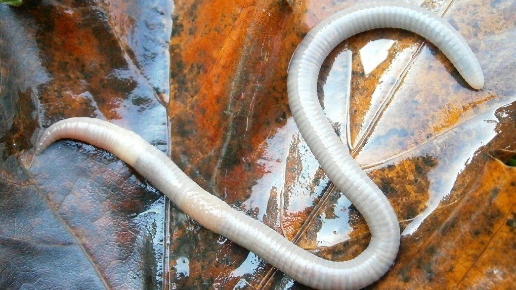 Врачи обнаружили червей в позвоночнике пенсионера из Омской области
