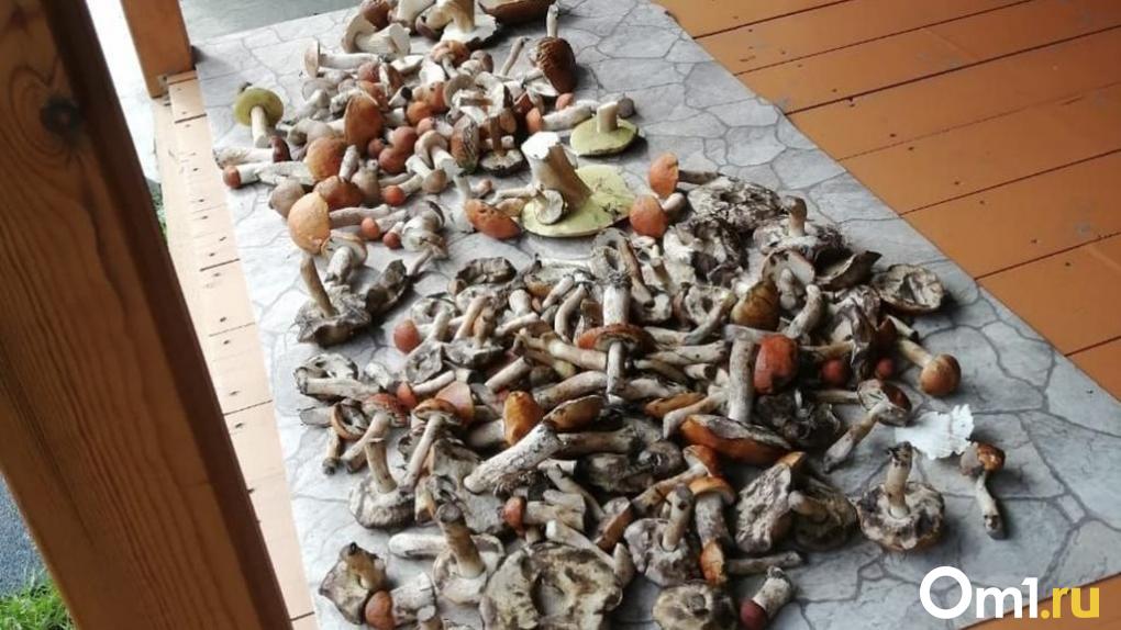 «Приближаемся к массовому сбору»: из омских лесов выносят полные корзины грибов