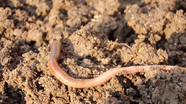 Врачи извлекли из живота омички огромного паразита после комариного укуса