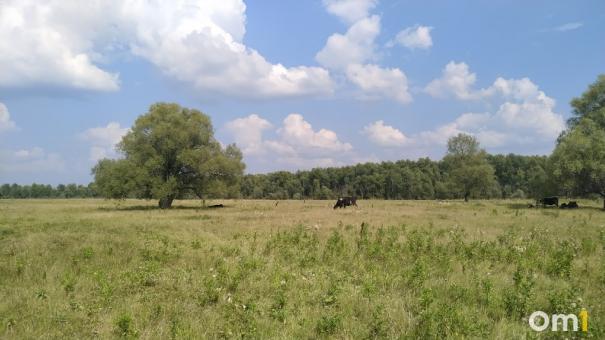 В Омской области зафиксировано первое нападение медведя на скот