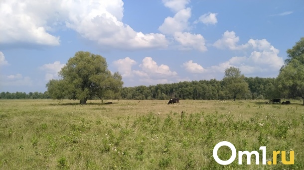 В Омской области зафиксировано первое нападение медведя на скот