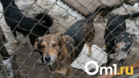 Жительницу Новосибирска, содержащую собак в антисанитарии, признали невменяемой