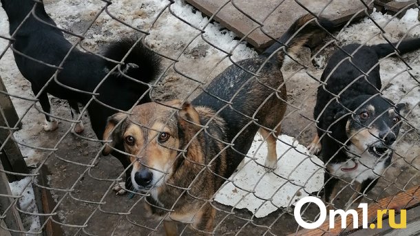 Жительницу Новосибирска, содержащую собак в антисанитарии, признали невменяемой