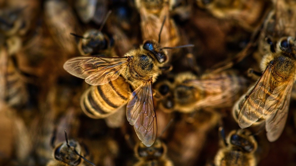 Под Новосибирском массово гибнут пчёлы