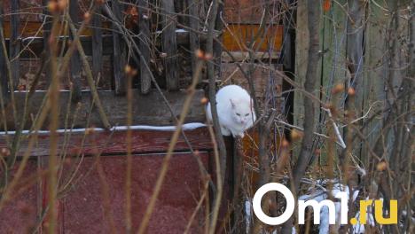 Три исторических здания в Омской области станут объектами культурного наследия