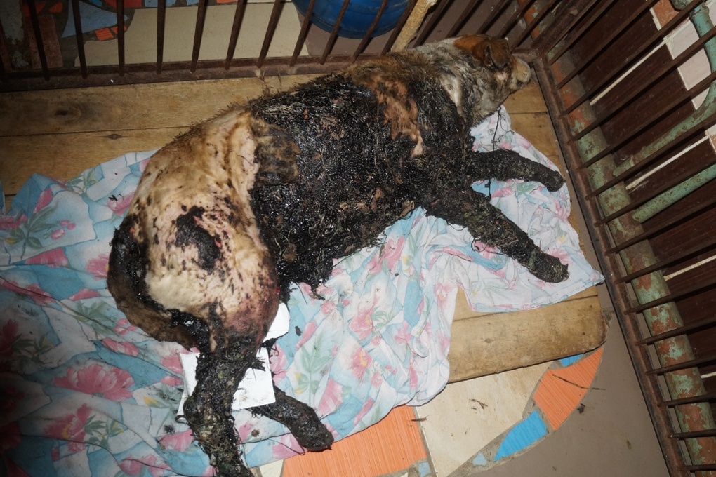 В омском приюте «Друг» пытаются спасти собаку, пострадавшую от неизвестной жидкости