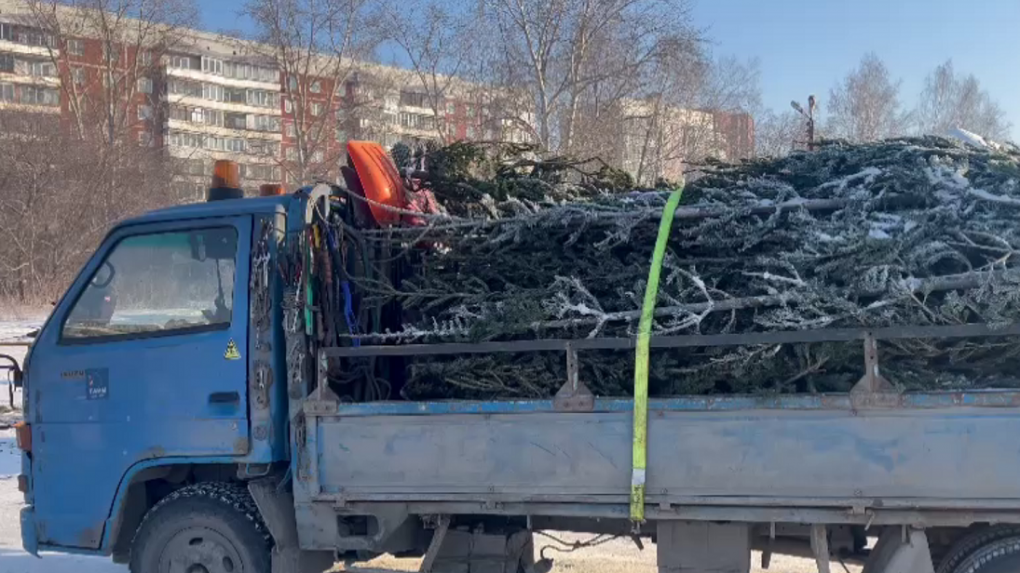 Более 70 новогодних ёлок изъяли на нелегальном базаре в Новосибирске