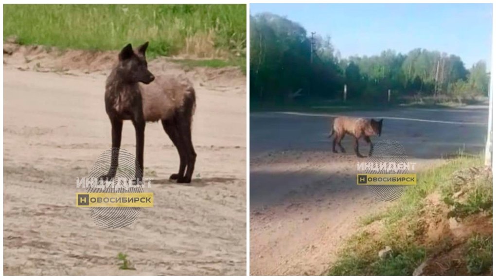 Стаи канадских чёрных волков уничтожают скот под Новосибирском