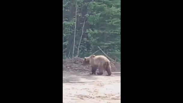 Омские грибники наткнулись в лесу на медведя. ВИДЕО