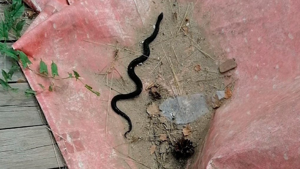 Змеи Ленинградской области. Оползень змея. Змеи Нижегородской области. Змей найден в Новосибирске.
