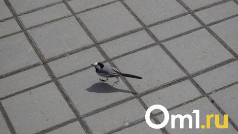 «Люди боятся тут ходить»: омичи пожаловались на разваливающийся тротуар на Левобережье