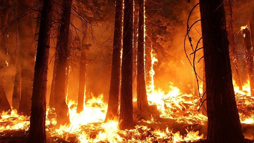 Власти Новосибирской области потратят 207 млн рублей на ликвидацию лесных пожаров