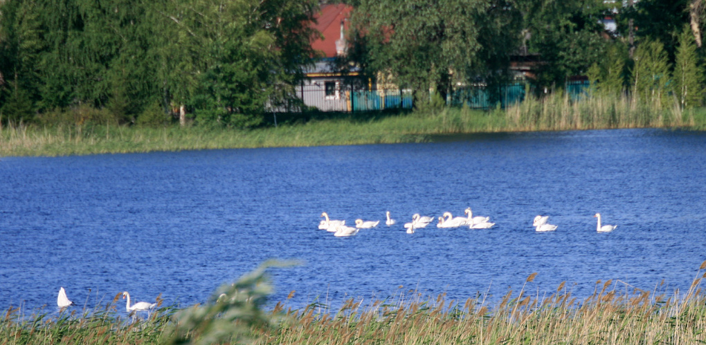 В «Птичью гавань» в центре Омска прилетела «молодёжная стая лебедей»