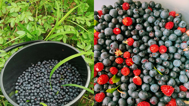Новосибирцы собрали первый урожай черники в лесах региона