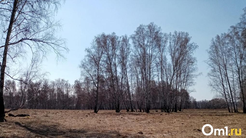 Бывшего главу лесхоза под Омском задержали за то, что он «химичил» с деревьями