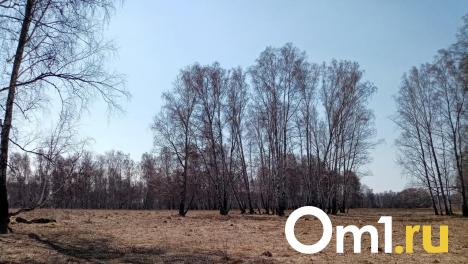 Бывшего главу лесхоза под Омском задержали за то, что он «химичил» с деревьями