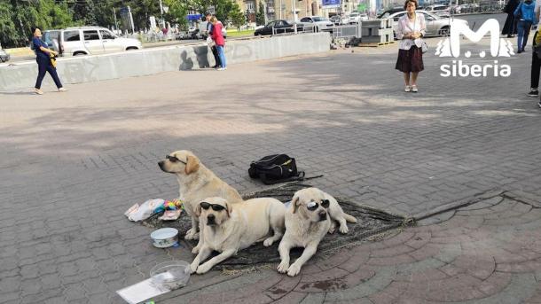 Владелец знаменитых лабрадоров из Первомайского сквера скончался после инсульта