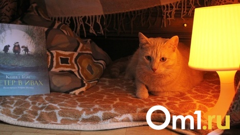 Омичи стали домоседами. Каждый второй житель региона останется дома на майские праздники