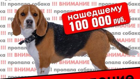 В Омске пропала собака. Нашедшему обещают премию в 100 тысяч рублей