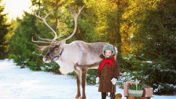 Омичи смогут прокатиться на санках, запряжённых северными оленями