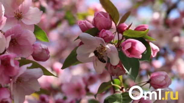 12 дней каникул: стало известно, как омичи будут отдыхать в 2026 году