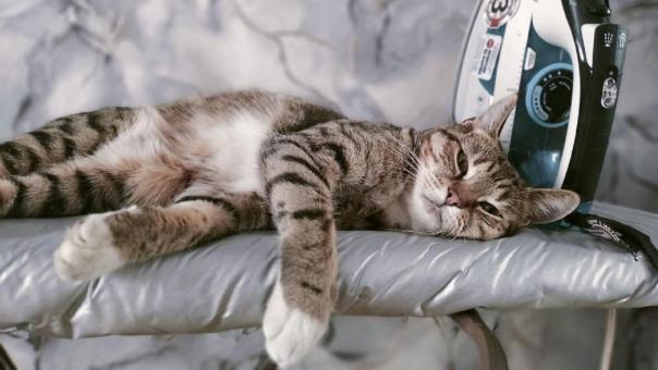 Почему молоко опасно для вашей кошки? Ветеринары раскрывают шокирующую правду