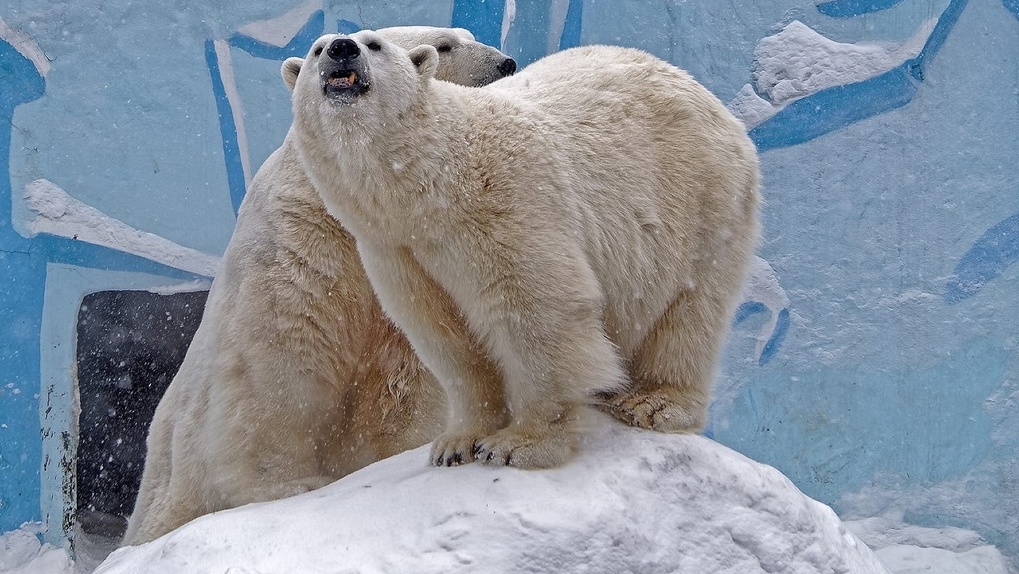 В семье пополнение: у белых медведей Кая и Герды в Новосибирском зоопарке родились два детёныша
