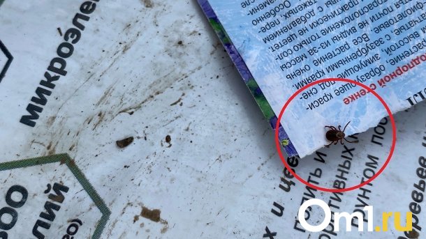 За неделю в Новосибирской области клещи укусили 899 человек