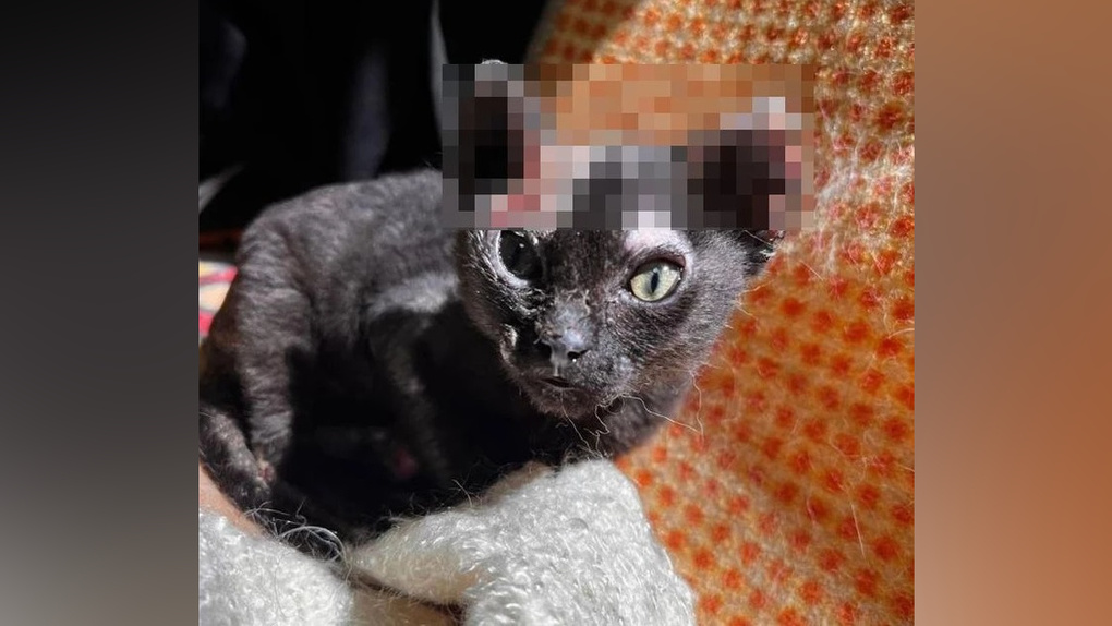 Обгоревшего из-за пала травы котёнка спасают новосибирские волонтёры