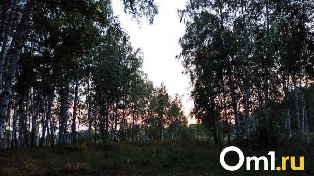 В Омской области пошла первая костяника