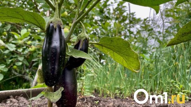 Главный агроном страны дала советы новосибирским дачникам по весенней посадке