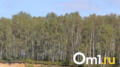 Омичи открыли охоту на моховики