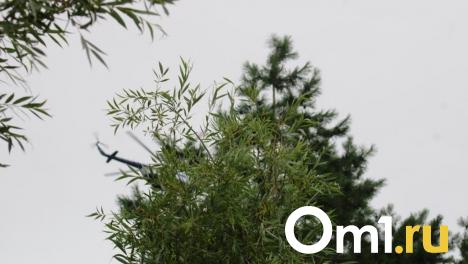 Интерактивный киоск и экотропа: в Омске за 250 миллионов обновят парк Победы