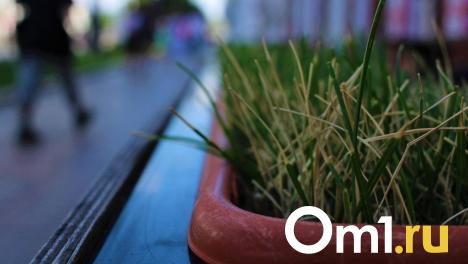 Опасный сезон: около 4 000 омичей пострадали от укусов клещей