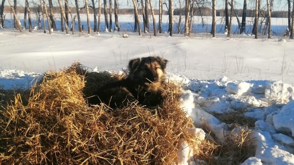 Собака, которая жила в стоге сена, нашла семью в Омской области