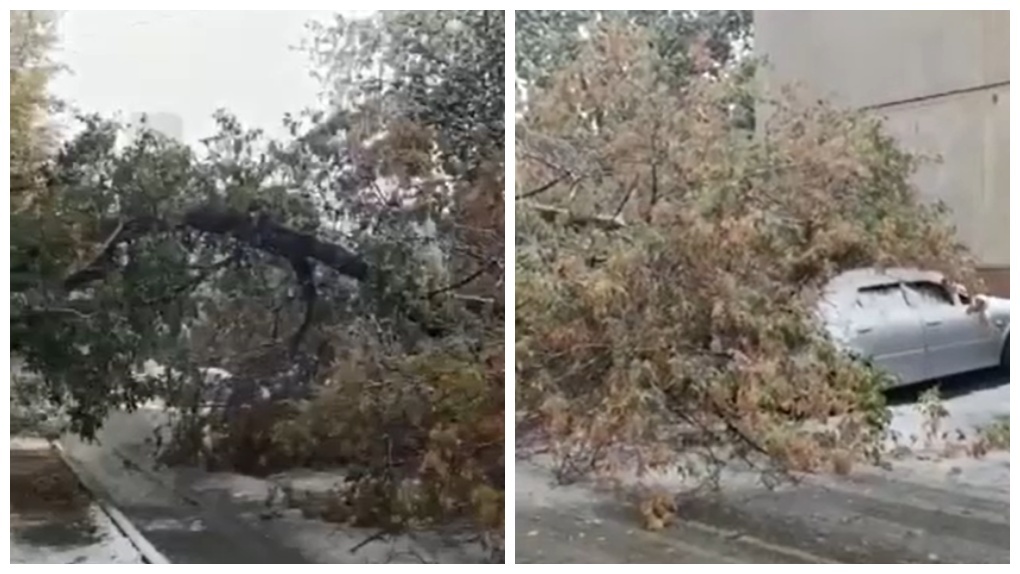 «Не задело чудом»: дерево рухнуло на припаркованные машины в Новосибирске