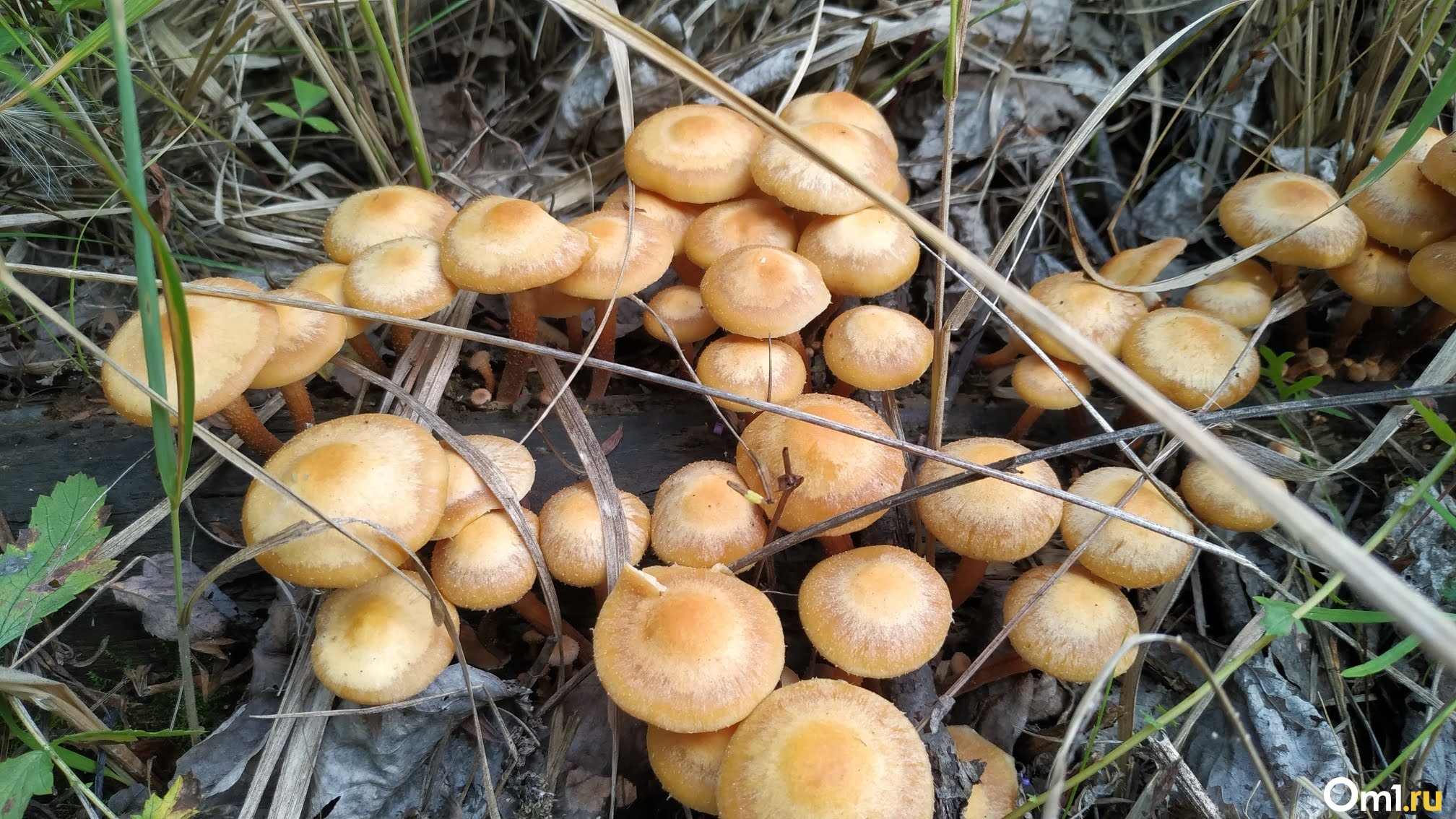 Владимирская область опята грибы