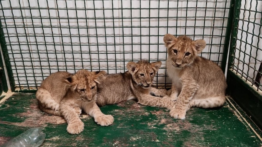 Пряник, Тула, Кьяра и Патрон: четыре африканских львёнка поселились в омском цирке