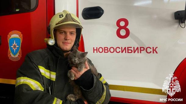 Кошка Лариса — пушистый талисман новосибирских спасателей: как она помогает МЧС