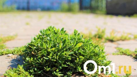 В Омской области появились жутковатые ящерицы: откуда они взялись?