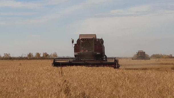 В Омской области завершилась уборочная кампания зерновых культур