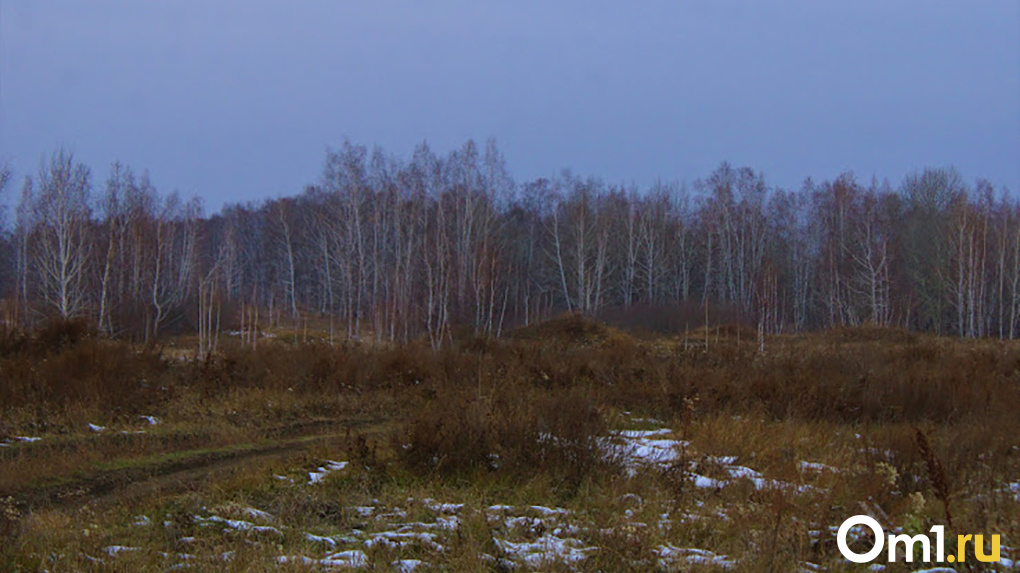 В лесу под Новосибирском нашли человеческий скелет