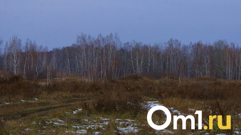 В лесу под Новосибирском нашли человеческий скелет