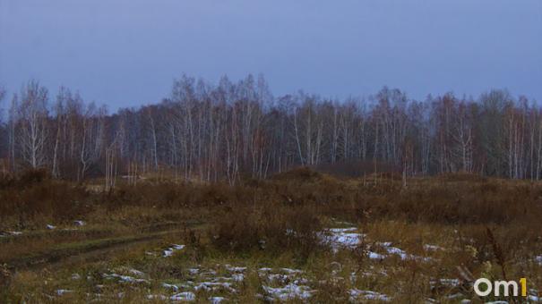 В лесу под Новосибирском нашли человеческий скелет