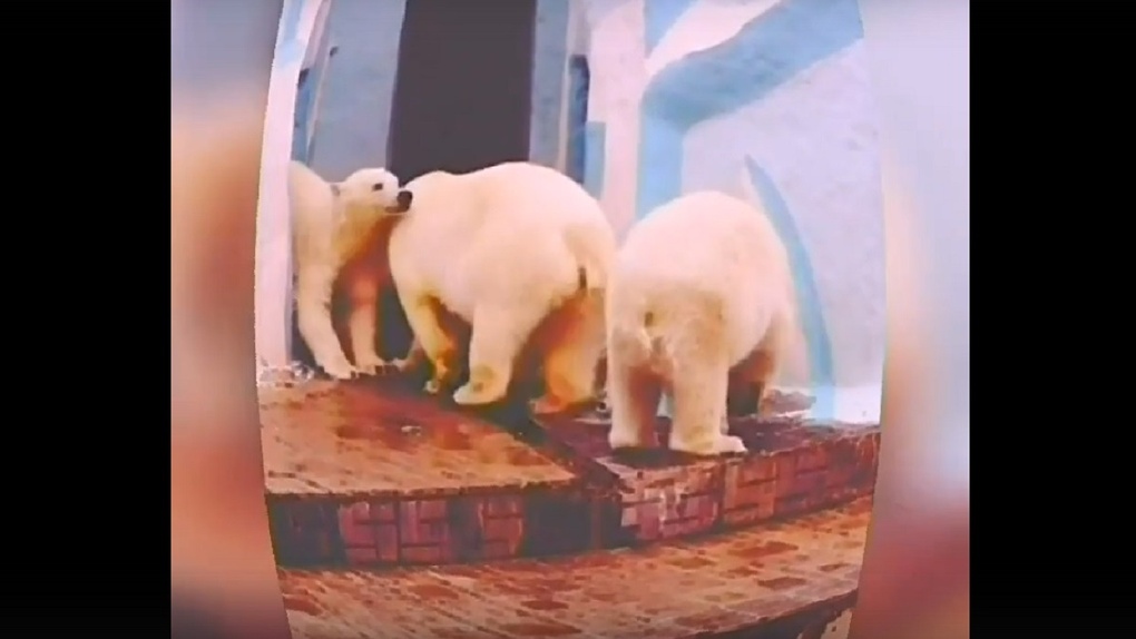Новосибирец снял клип с медведями зоопарка под зажигательную музыку