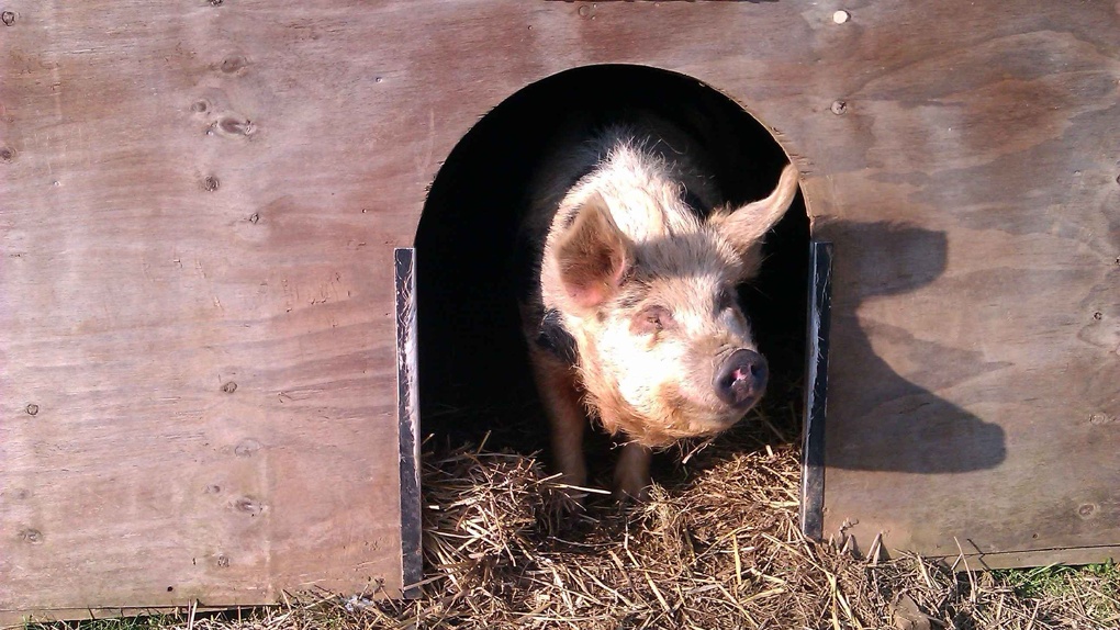 В разгар чумы жительница Омской области прятала у отца семь свиней