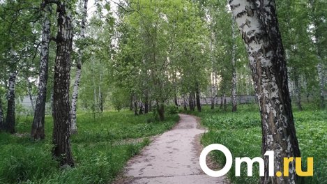 К середине осени высадят 131 дерево в «Берёзовой роще» в Новосибирске